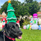 Holiday In‑Home Boarding – Fort Lauderdale