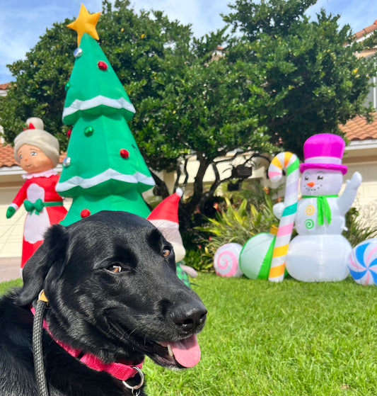 Holiday In‑Home Boarding – Fort Lauderdale