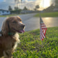 Holiday In‑Home Boarding – Fort Lauderdale