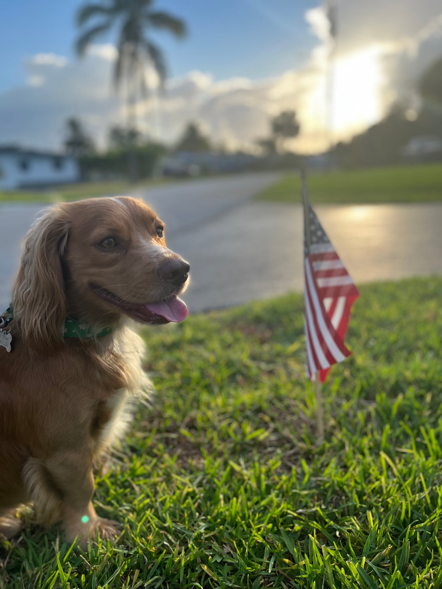 Holiday In‑Home Boarding – Fort Lauderdale