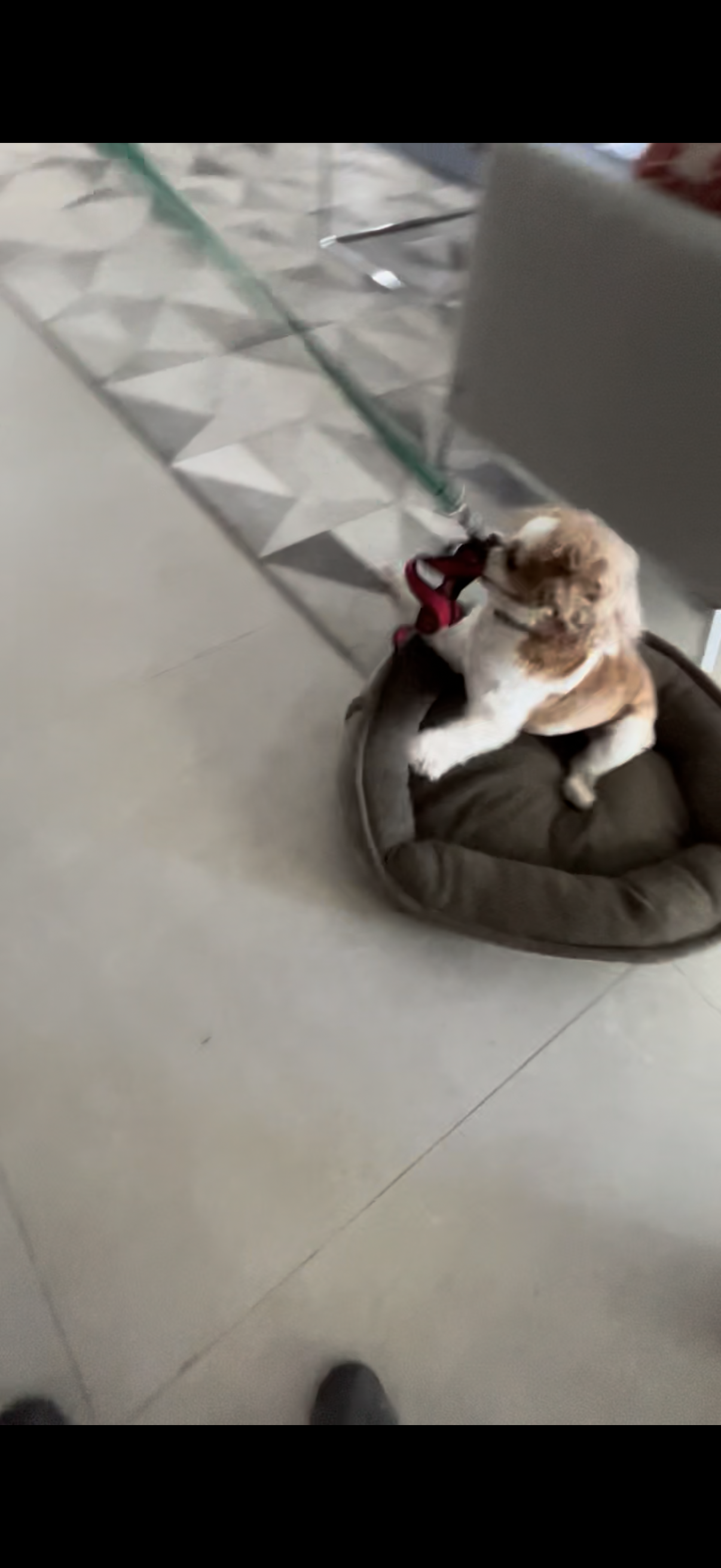 Training Session – One-on-One Guidance in Your Home