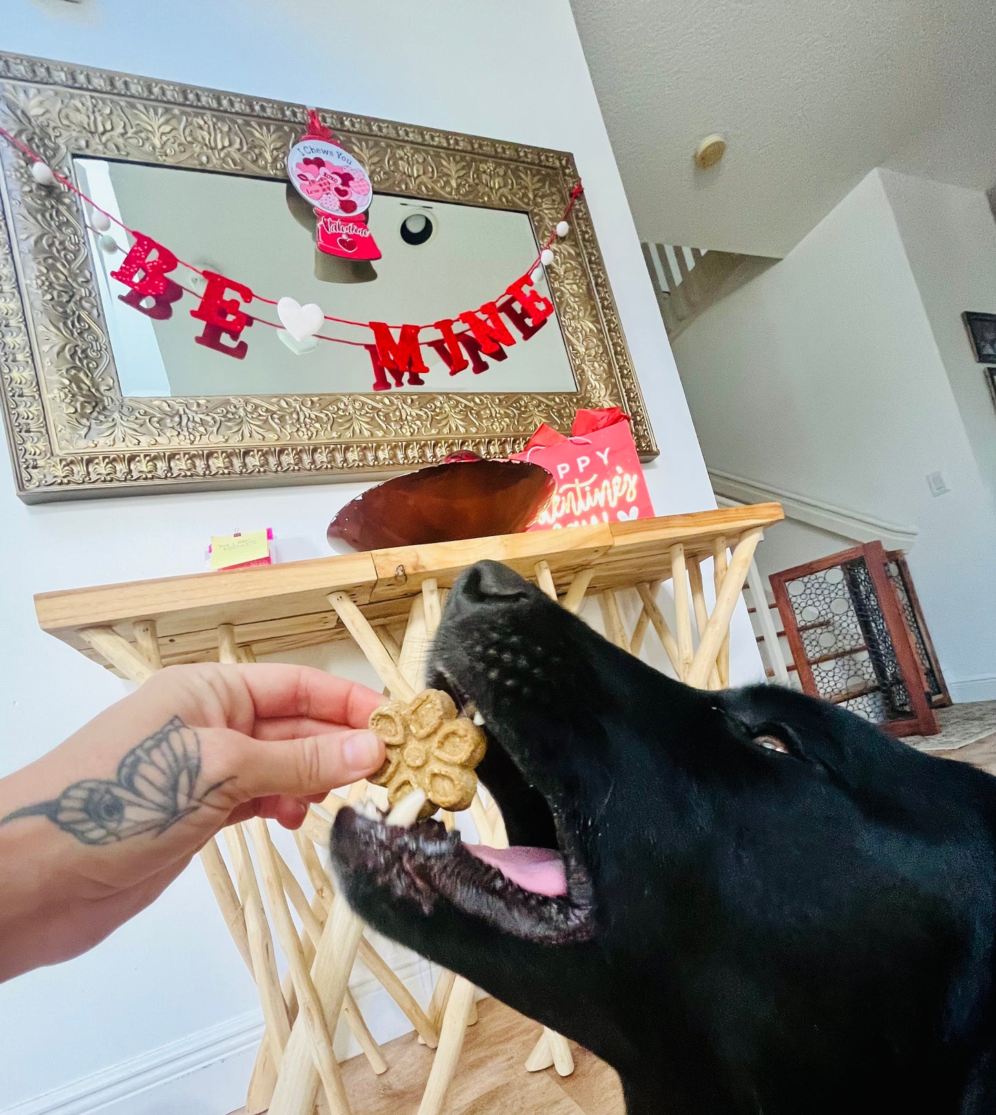 Holiday In‑Home Boarding – Fort Lauderdale