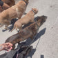 Pack Walk – Purposeful Dog Exercise (30 min)
